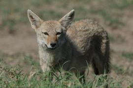 Wilk złoty - Canis lupaster - African golden wolf