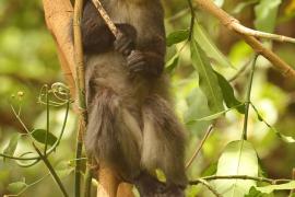 Koczkodan czarnosiwy - Cercopithecus mitis - Blue monkey