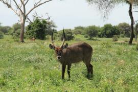 Kob śniady - Kobus ellipsiprymnus - Waterbuck