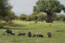 Guziec zwyczajny - Phacochoerus africanus - Common Warthog