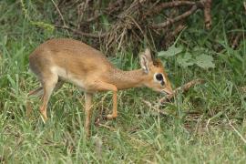 Dikdik sawannowy - Madoqua kirkii - Kirk's dikdik 