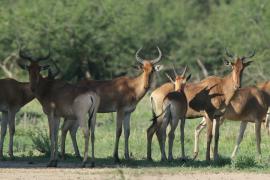 Bawolec krowi - Alcelaphus buselaphus - Hartebeest