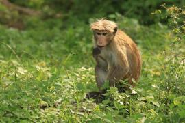 Makak rozczochrany - Macaca sinica - Toque macaque