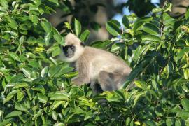 Hulman czubaty - Semnopithecus priam - Tufted gray langur