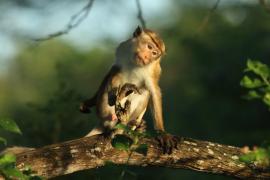 Makak rozczochrany - Macaca sinica - Toque macaque