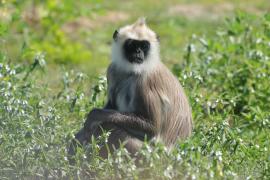 Hulman czubaty - Semnopithecus priam - Tufted gray langur