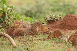 Afrowiewiorka gładka - Xerus rutilus - Unstriped ground squirrel