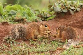 Afrowiewiorka gładka - Xerus rutilus - Unstriped ground squirrel