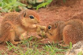 Afrowiewiorka gładka - Xerus rutilus - Unstriped ground squirrel