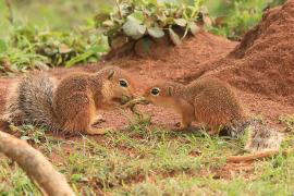 Afrowiewiorka gładka - Xerus rutilus - Unstriped ground squirrel