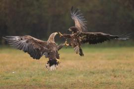 Bielik - Haliaeetus albicilla - White-tailed Sea Eagle