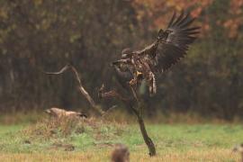 Bielik - Haliaeetus albicilla - White-tailed Sea Eagle