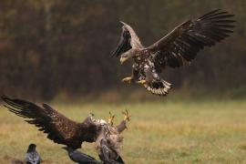 Bielik - Haliaeetus albicilla - White-tailed Sea Eagle