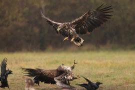 Bielik - Haliaeetus albicilla - White-tailed Sea Eagle