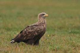 Bielik - Haliaeetus albicilla - White-tailed Sea Eagle