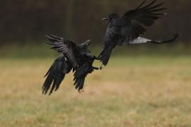 Kruk - Corvus corax - Common Raven