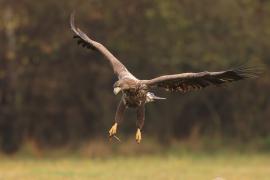 Bielik - Haliaeetus albicilla - White-tailed Sea Eagle