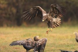 Bielik - Haliaeetus albicilla - White-tailed Sea Eagle