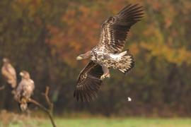 Bielik - Haliaeetus albicilla - White-tailed Sea Eagle