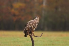 Bielik - Haliaeetus albicilla - White-tailed Sea Eagle