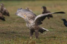 Bielik - Haliaeetus albicilla - White-tailed Sea Eagle