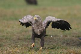 Bielik - Haliaeetus albicilla - White-tailed Sea Eagle