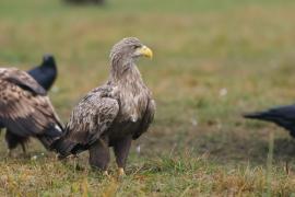 Bielik - Haliaeetus albicilla - White-tailed Sea Eagle