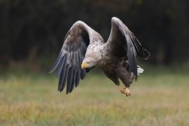 Bielik - Haliaeetus albicilla - White-tailed Sea Eagle