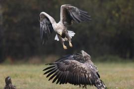 Bielik - Haliaeetus albicilla - White-tailed Sea Eagle