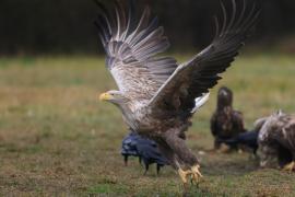 Bielik - Haliaeetus albicilla - White-tailed Sea Eagle