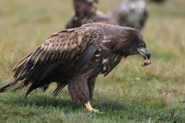 Bielik - Haliaeetus albicilla - White-tailed Sea Eagle