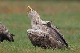 Bielik - Haliaeetus albicilla - White-tailed Sea Eagle