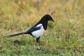 Sroka - Pica pica - Eurasian Magpie