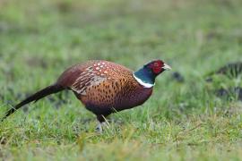 Bażant - Phasianus colchicus - Common Pheasant