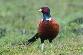 Bażant - Phasianus colchicus - Common Pheasant