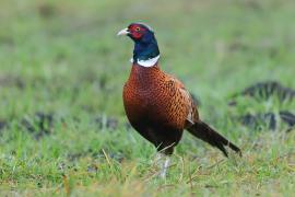 Bażant - Phasianus colchicus - Common Pheasant