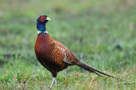 Bażant - Phasianus colchicus - Common Pheasant