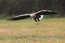 Bielik - Haliaeetus albicilla - White-tailed Sea Eagle