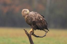 Bielik - Haliaeetus albicilla - White-tailed Sea Eagle