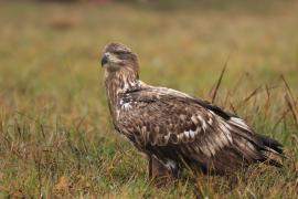 Bielik - Haliaeetus albicilla - White-tailed Sea Eagle