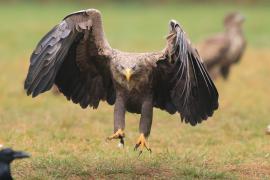 Bielik - Haliaeetus albicilla - White-tailed Sea Eagle