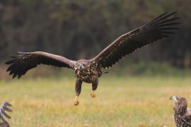 Bielik - Haliaeetus albicilla - White-tailed Sea Eagle