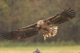 Bielik - Haliaeetus albicilla - White-tailed Sea Eagle