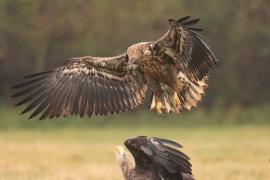 Bielik - Haliaeetus albicilla - White-tailed Sea Eagle