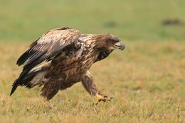 Bielik - Haliaeetus albicilla - White-tailed Sea Eagle