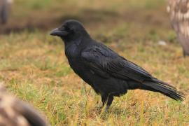 Kruk - Corvus corax - Common Raven