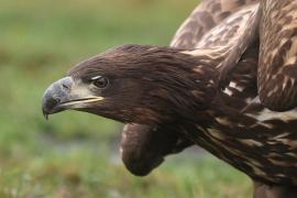 Bielik - Haliaeetus albicilla - White-tailed Sea Eagle