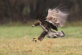 Bielik - Haliaeetus albicilla - White-tailed Sea Eagle