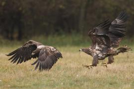 Bielik - Haliaeetus albicilla - White-tailed Sea Eagle