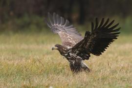 Bielik - Haliaeetus albicilla - White-tailed Sea Eagle